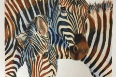 Zebra love