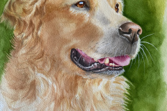 A stunning Golden Retriever